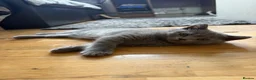 British Shorthair cats for sale: 3 x British Shorthair kittens - Advert 6