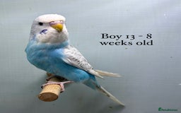 Budgerigars birds for sale: 8 week old Beautiful baby Budgies - Image 14