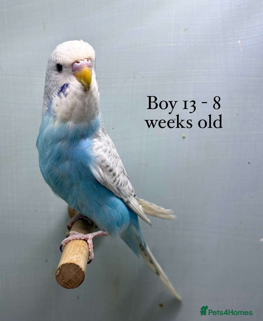 Budgerigars birds for sale: 8 week old Beautiful baby Budgies - Image 14