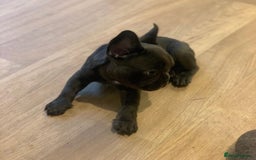 French Bulldog dogs for sale: 💙🩷Stunning French Bulldog Puppies🐾💙🩷 - Image 6