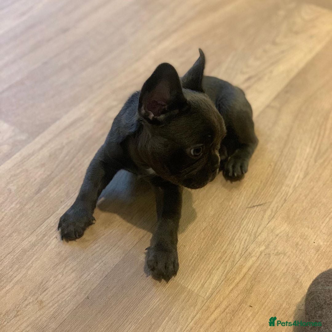 French Bulldog dogs for sale: 💙🩷Stunning French Bulldog Puppies🐾💙🩷 - Image 6