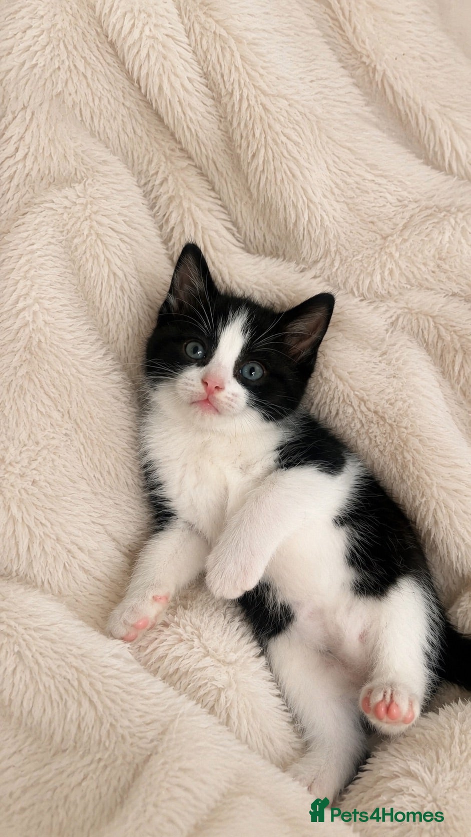 Mixed Breed cats 1 female left ragdoll cross 🐾 - Advert 4