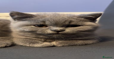 British Shorthair cats - Advert 15