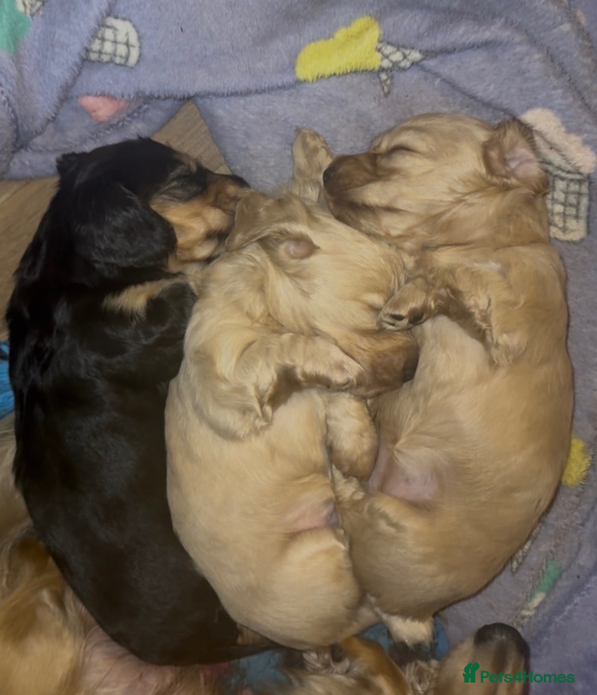 Miniature Dachshund dogs for sale: KC Reg PRA Clear Miniature Longhaired Dachshunds - Advert 3