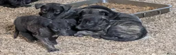 Irish Wolfhound dogs for sale: Wolfhound/Caucasian  - Advert 19