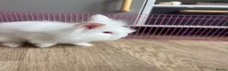 Lionhead rabbits for sale: 3 beautiful lion heads  - Advert 4