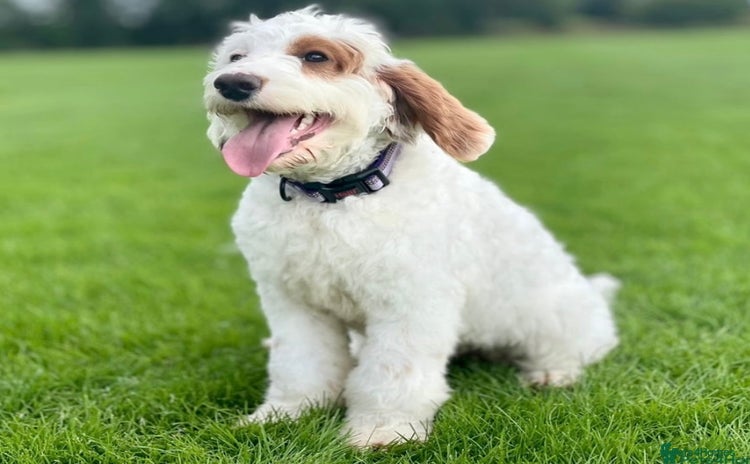 Australian Labradoodle dogs - Advert 2