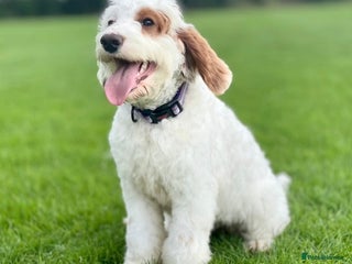 Australian Labradoodle dogs - Advert 2