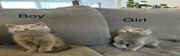 British Shorthair cats for sale: 2 beautiful British shorthairs  - Advert 9