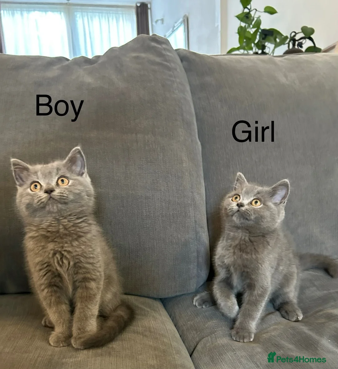 British Shorthair cats for sale: 2 beautiful British shorthairs  - Advert 9