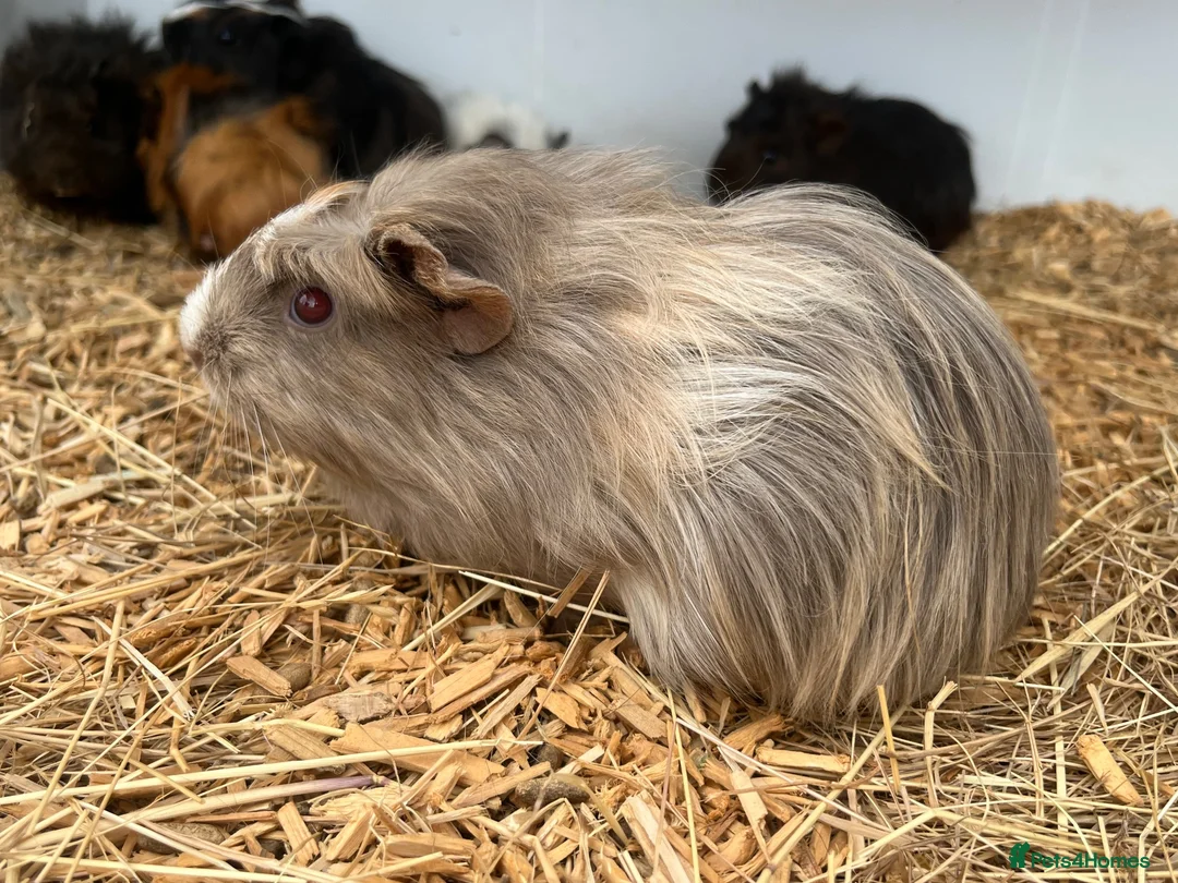 Guinea Pig rodents for sale: Guinea Pigs  - Advert 2