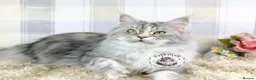 Maine Coon cats for sale: Retired Maine coon queens looking for new homes - Advert 2