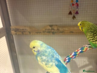 Budgerigars birds for sale - Advert 1