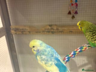 Budgerigars birds Young Budgies for sale - Advert 2