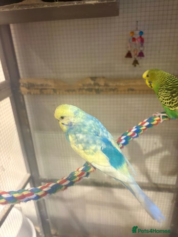 Budgerigars birds - Advert 8