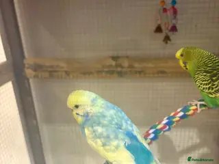 Budgerigars birds Young Budgies for sale - Advert 14