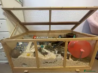 Hamster rodents Female Syrian - Advert 3