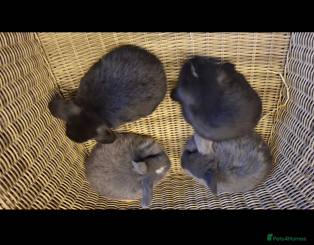 Mini Lop rabbits for sale: Bundle of fluffs ready to be reserved  - Advert 6