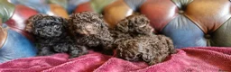 Toy Poodle dogs for sale: Gorgeous toy poodle pupps.health tested parents  - Advert 11