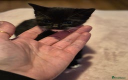 Mixed Breed cats for sale: 3 cute kittens for sale - Advert 7