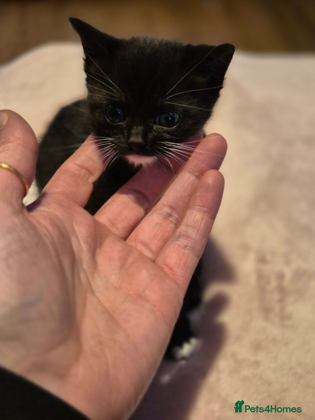 Mixed Breed cats for sale: 3 cute kittens for sale - Advert 7