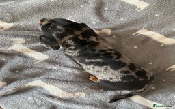 Miniature Dachshund dogs for sale: Affectionate loving silver dapple doxies  - Image 5