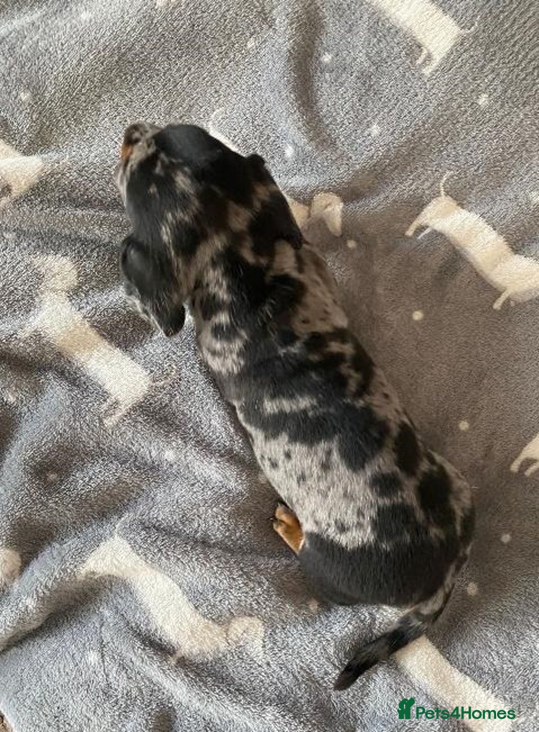 Miniature Dachshund dogs for sale: Affectionate loving silver dapple doxies  - Image 5