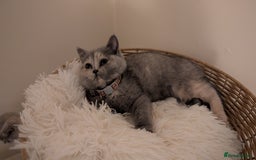 British Shorthair cats for sale: 2 BSH female kittens  - Image 7