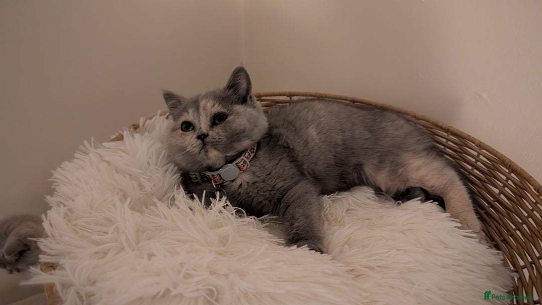 British Shorthair cats for sale: 2 BSH female kittens  - Image 7