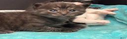 British Shorthair cats for sale: Beautiful male kitten - Advert 1