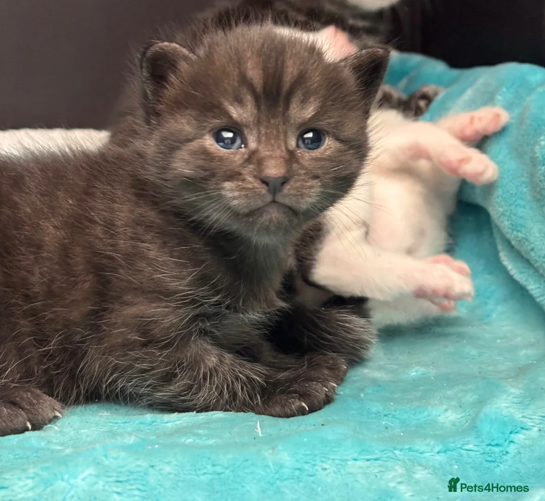 British Shorthair cats for sale: Beautiful male kitten - Advert 1