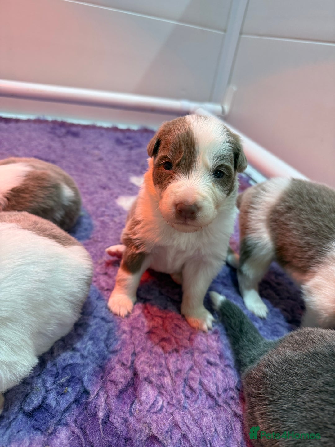 Border Collie dogs for sale: Stunning rough coated KC Reg Health tested pups  - Advert 9
