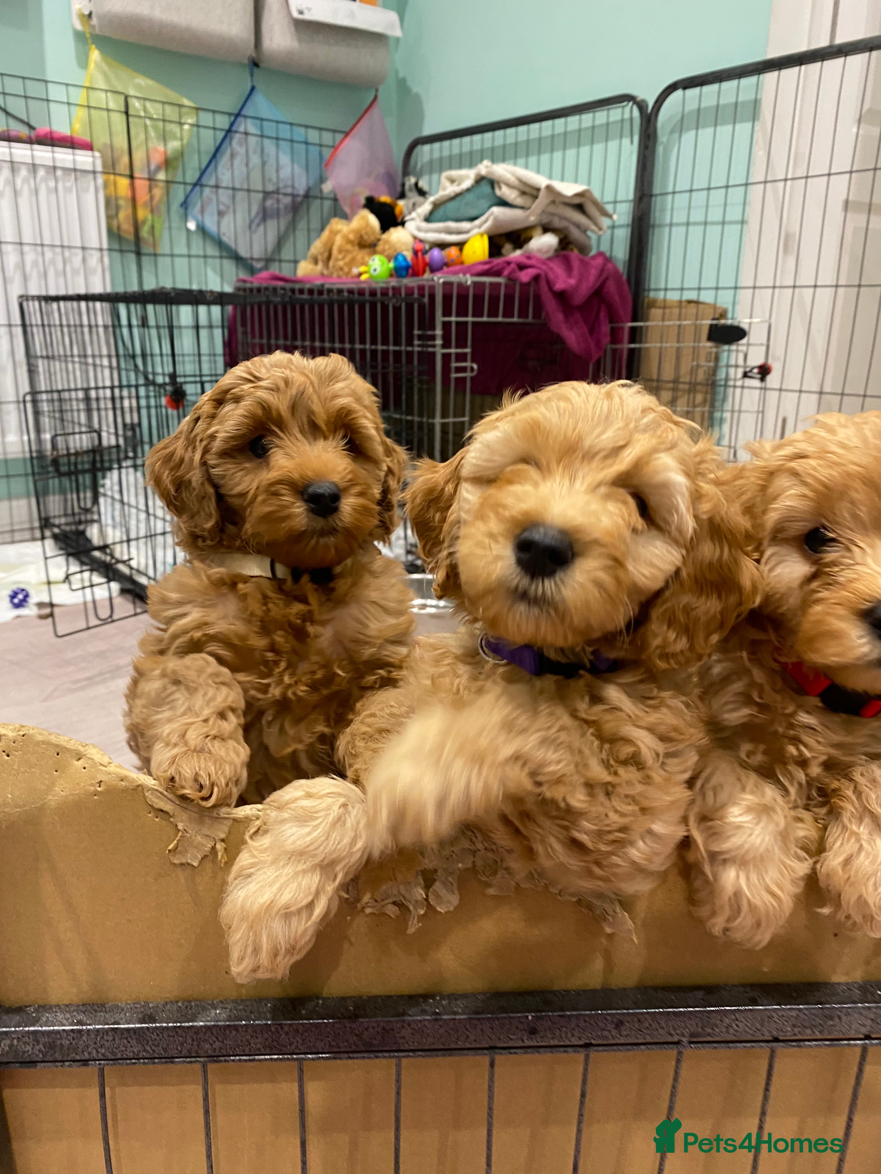 Mixed Breed dogs Last 2 available! 💜🤍Mini Double Doodles - Advert 2