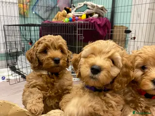 Mixed Breed dogs Last 2 available! 💜🤍Mini Double Doodles - Advert 2