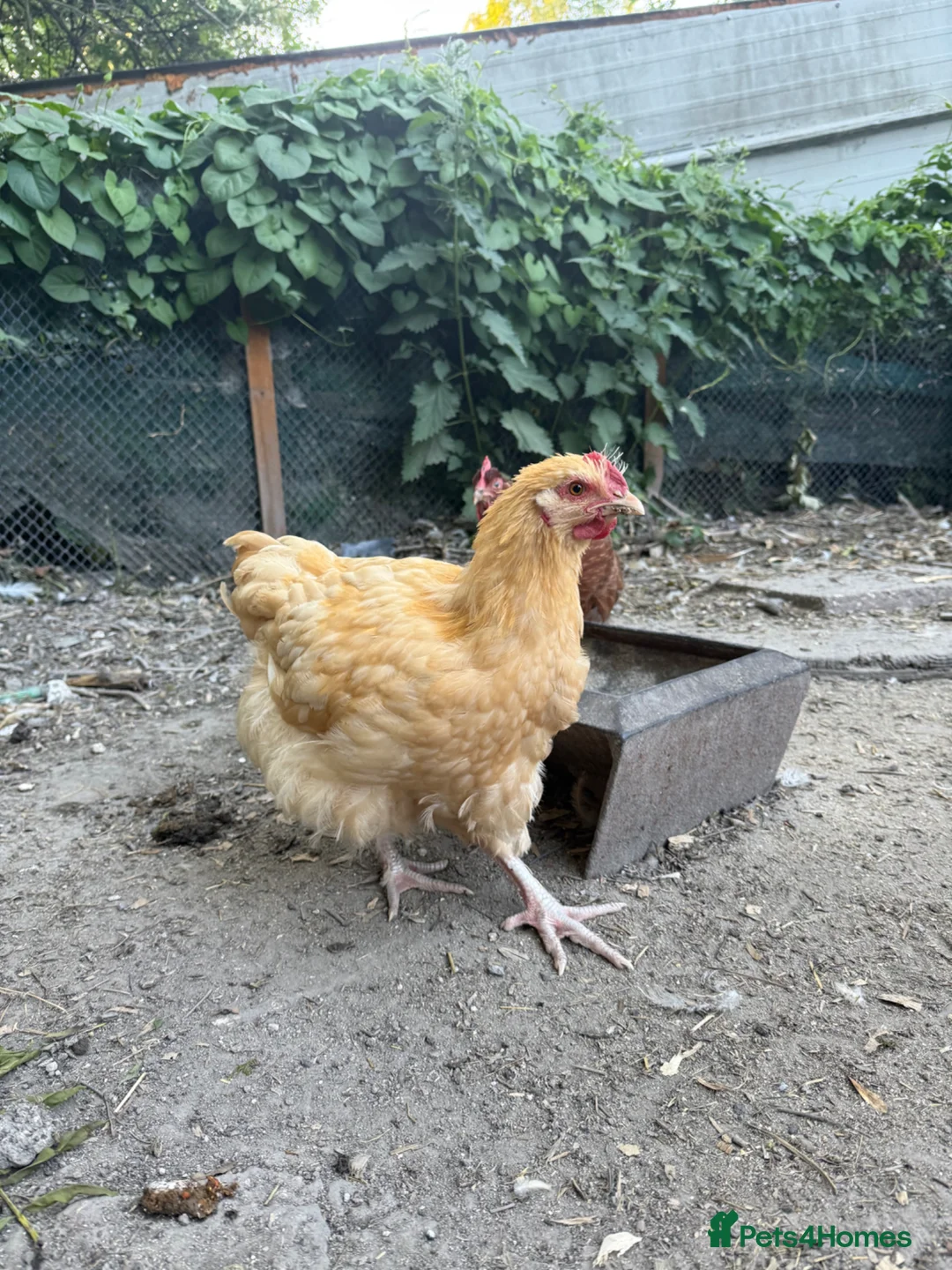 Chickens poultry for sale: Buff Orpington Cockerels  in Marlborough - Advert 4