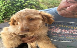 Cocker Spaniel dogs for sale: Show cocker spaniels in Doncaster - Image 36