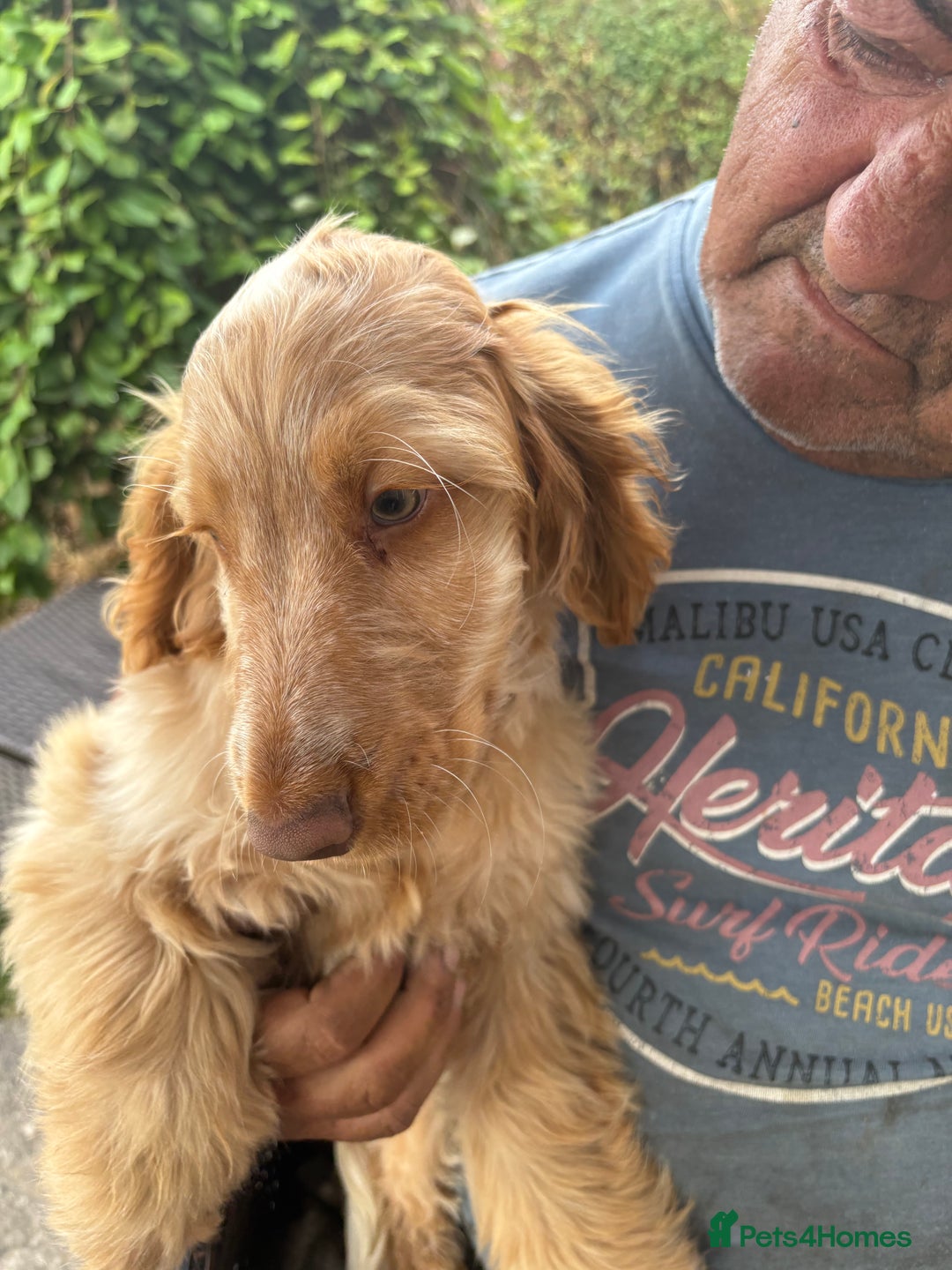 Cocker Spaniel dogs for sale: Show cocker spaniels in Doncaster - Image 36