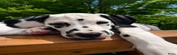 Dalmatian dogs for sale: KC reg full hearing Dalmatian Puppies  - Advert 25