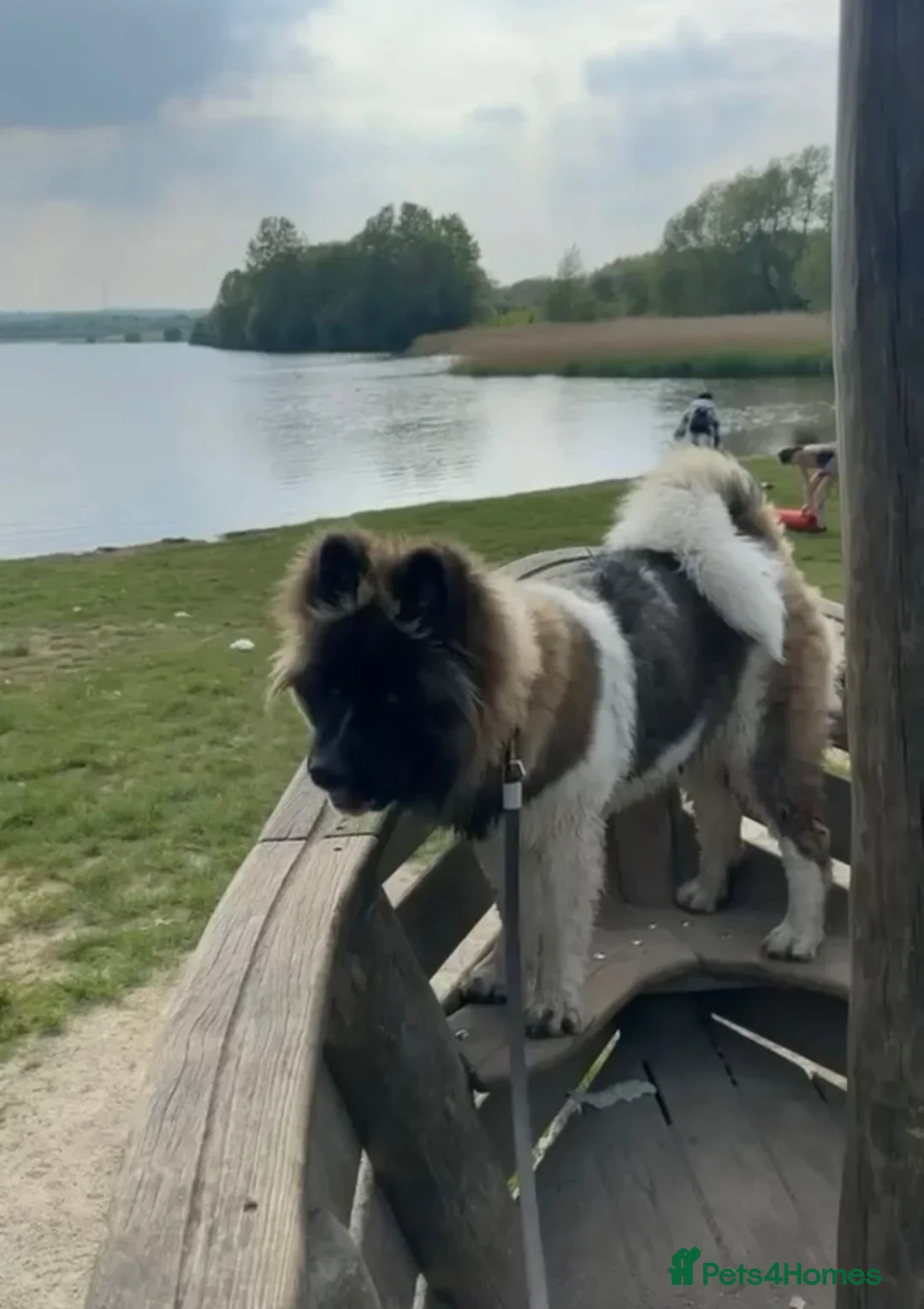 Akita dogs for sale: female american akita  in Mansfield - Advert 7