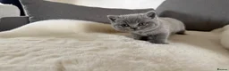 British Shorthair cats for sale: Blue British short hair babies for sale  - Advert 14