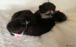 Mixed Breed cats for sale: siamese x siberian tuxedo kittens - Advert 34