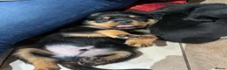Rottweiler dogs for sale: Health tested Rottweiler puppy’s for sale  - Advert 2