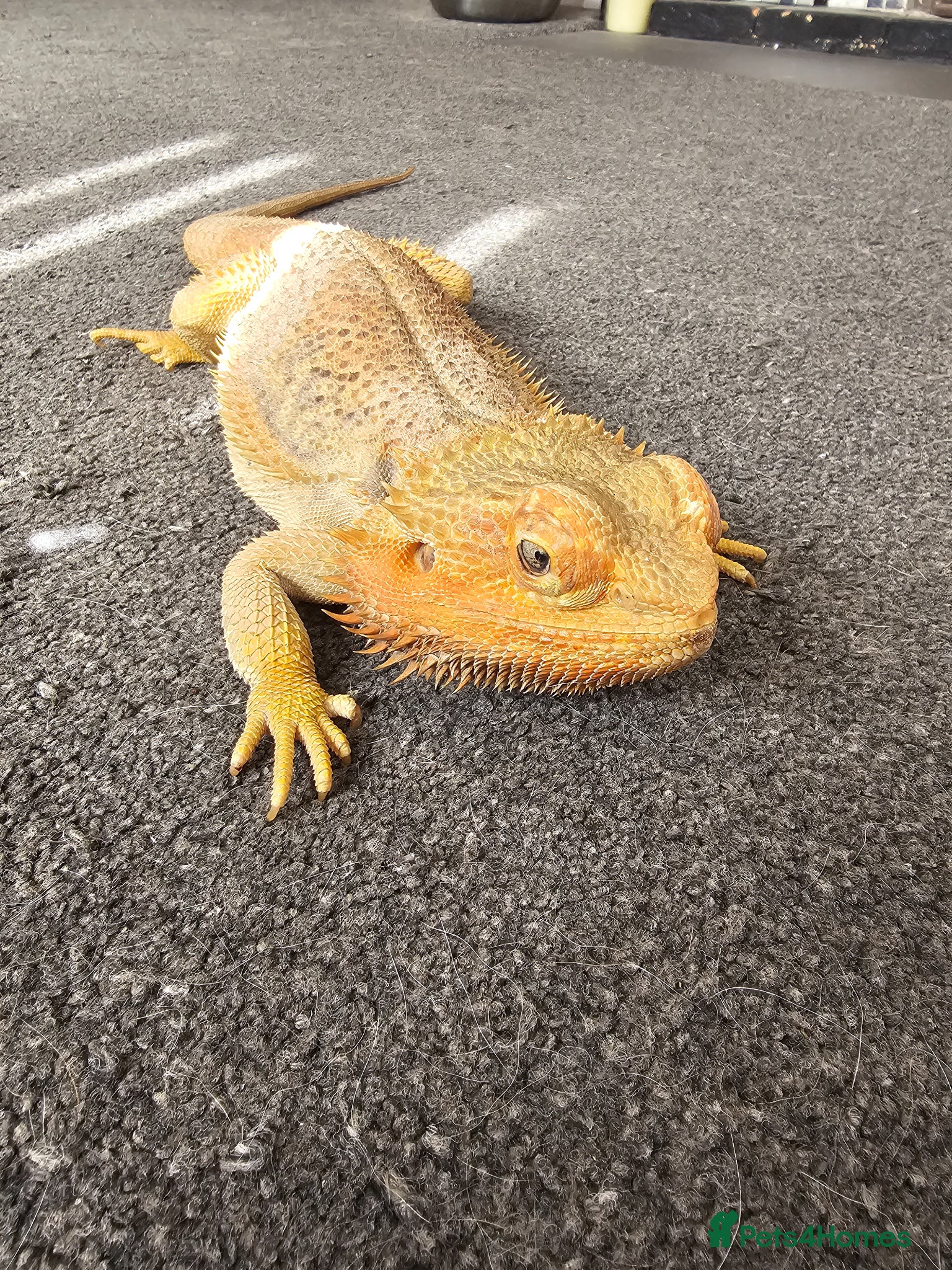 Bearded Dragon reptiles Bearded dragon in need of a new home - Advert 1