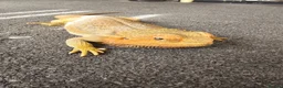 Bearded Dragon reptiles for sale: Bearded dragon in need of a new home in Clacton-on-Sea - Advert 1