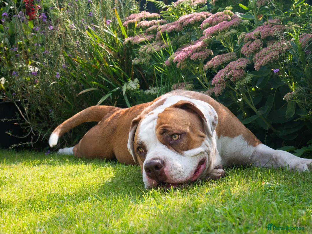 Mixed Breed dogs for sale: 4 year old bull breed cross - Advert 2