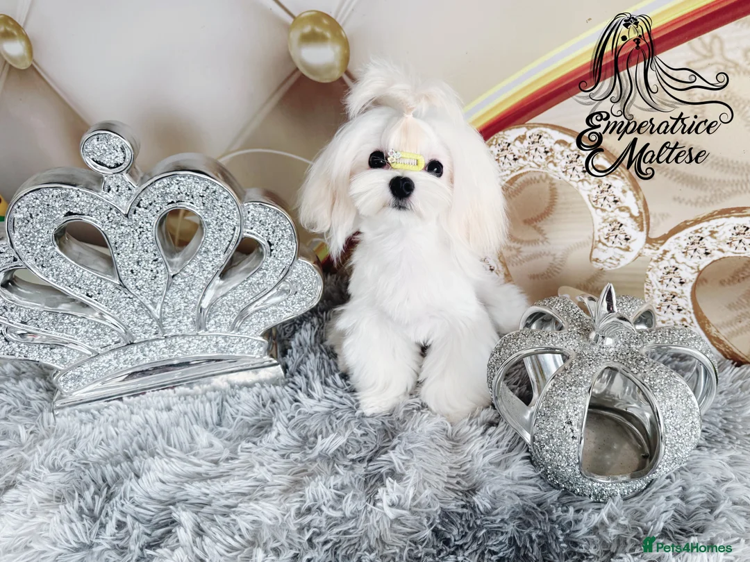 Maltese dogs for sale: Emperatrice Maltese-Korean Line Show Maltese KC Re - Advert 10