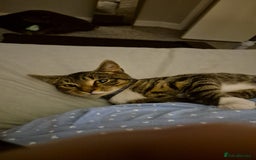 Mixed Breed cats for sale: Tabby boy kitten - Image 3