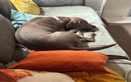 Labrador Retriever dogs for sale: Silver/Grey Labrador - Image 3
