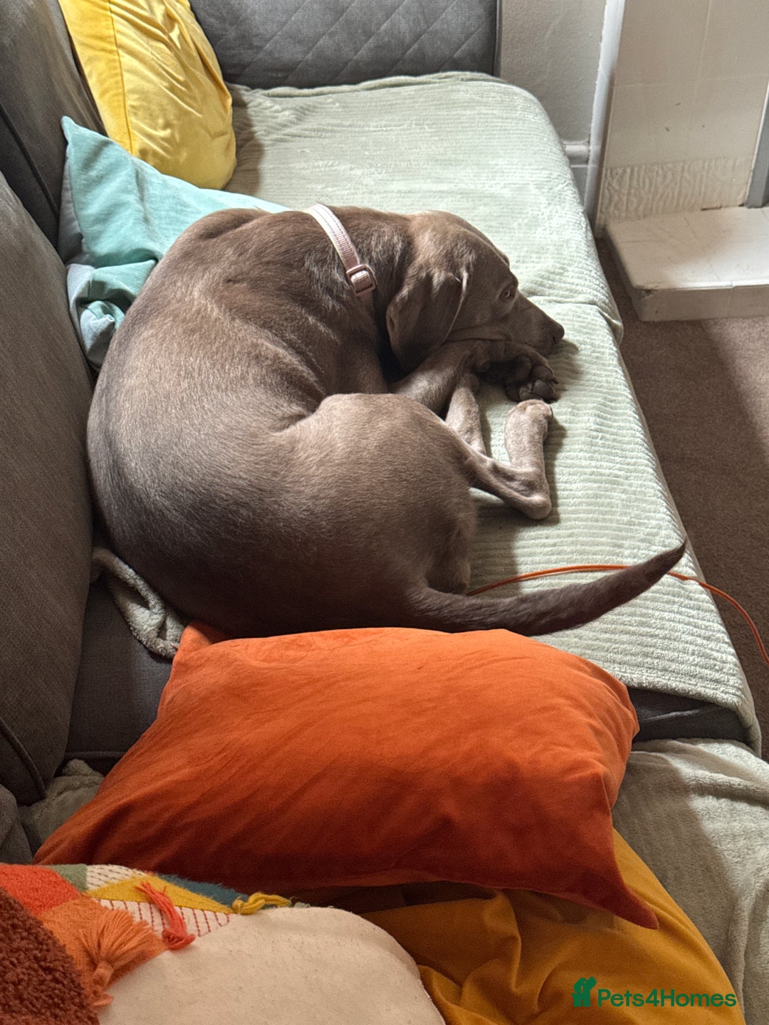 Labrador Retriever dogs for sale: Silver/Grey Labrador - Image 3
