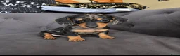 Miniature Dachshund dogs for sale: Dapple miniature dachshunds  - Advert 5